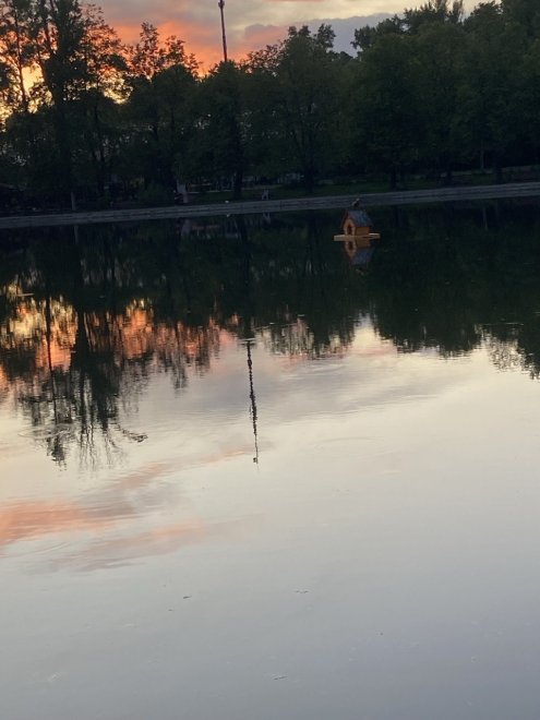 Одинокий селезень желает познакомиться - Николай