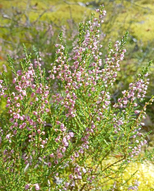 Лесная красавица - Юлия