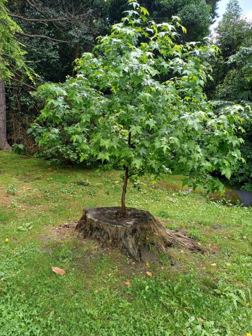 Новая жизнь - Софья