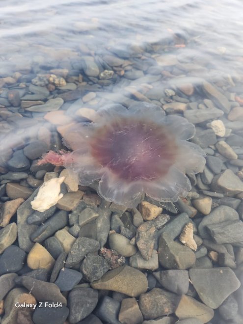 Морской пион - Елена Гревцова