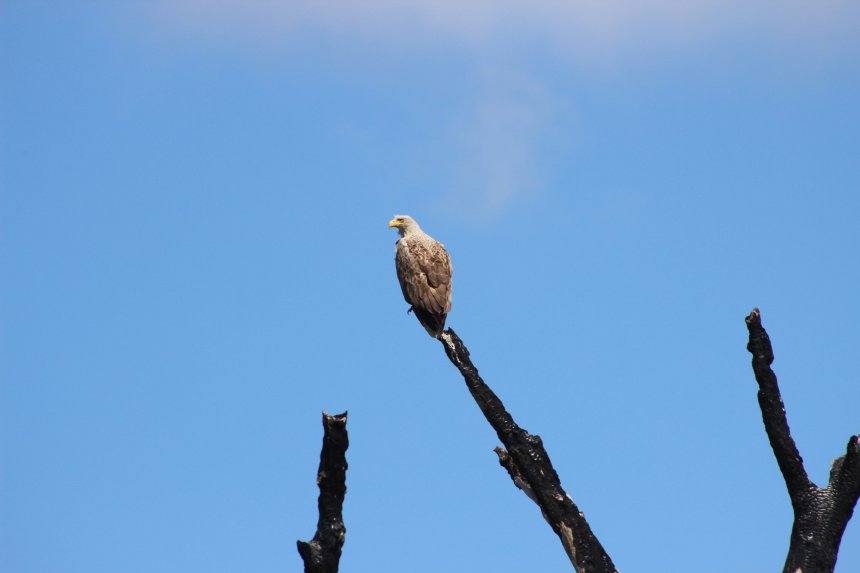 Наблюдатель - Ольга Сергеева