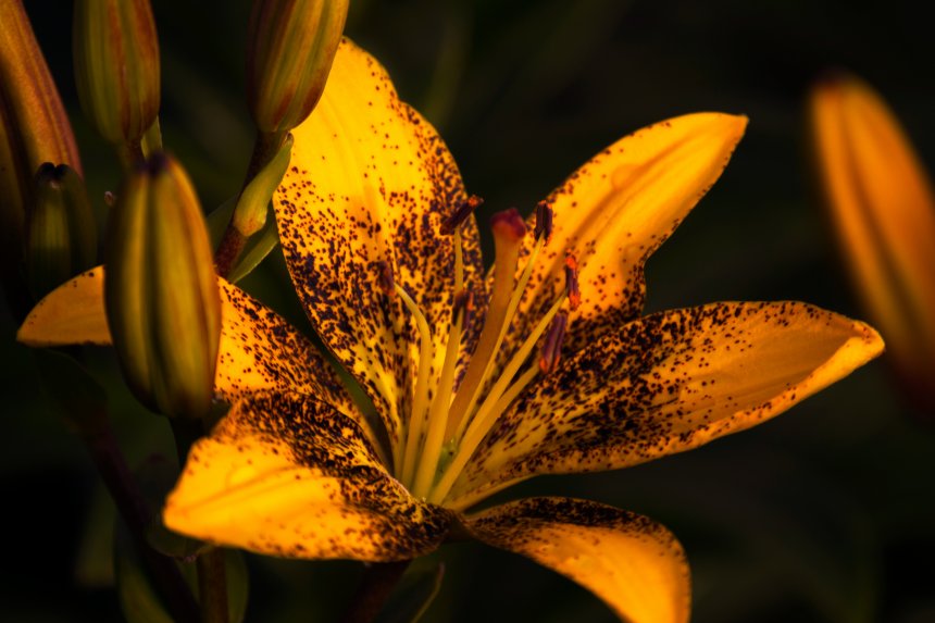 Сияние лета - Андрей