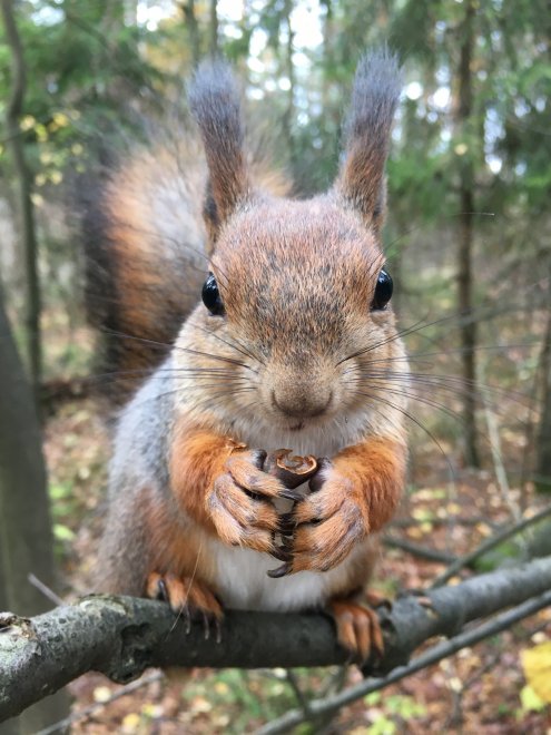 Бельчонок Бурундучок -  
