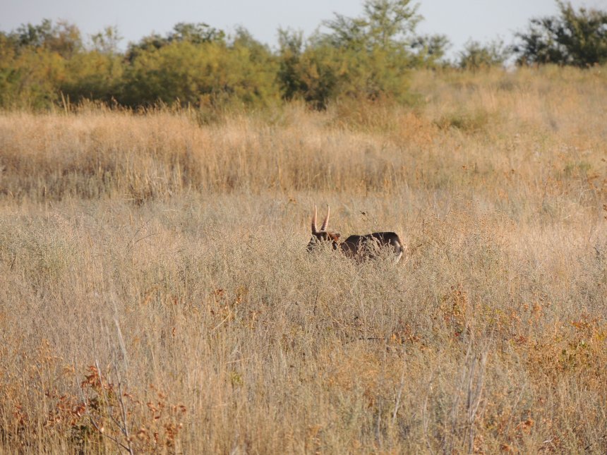 Король степей. -  