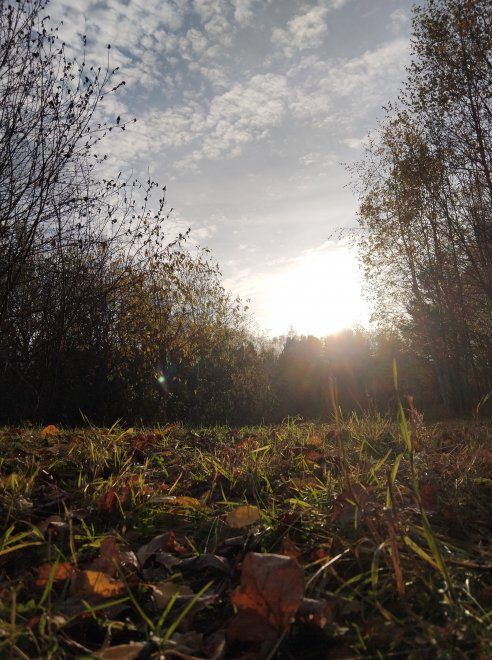 Вечер в осеннем лесу - Елизавета