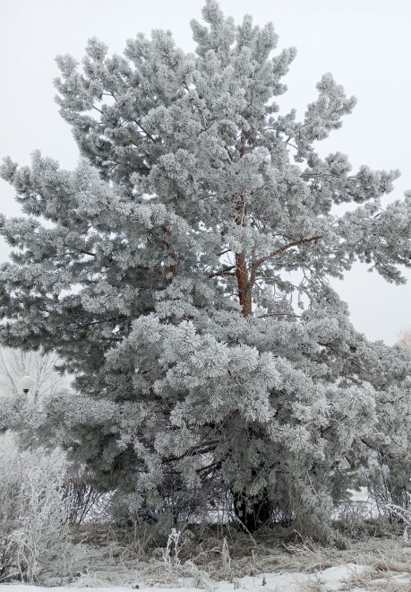 Хвойный отморозок - Владимир
