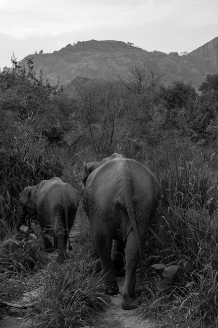 Путешествие по Шри Ланке -   (1/8)