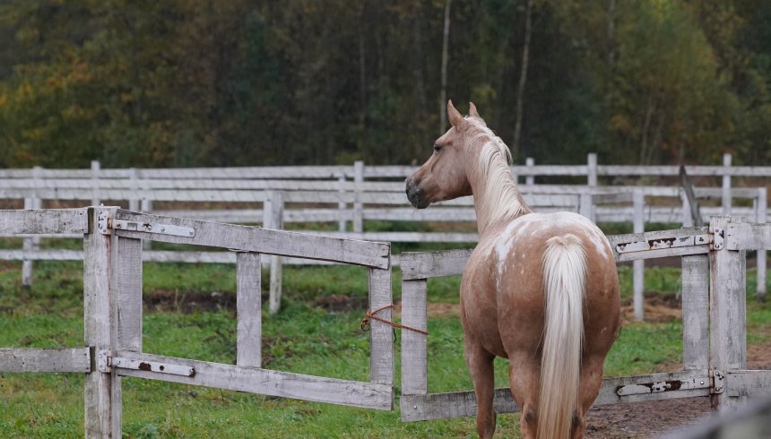 Appaloosa - Евгения