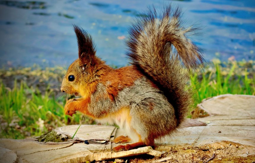 Белка на пеньке - Мельников Максим