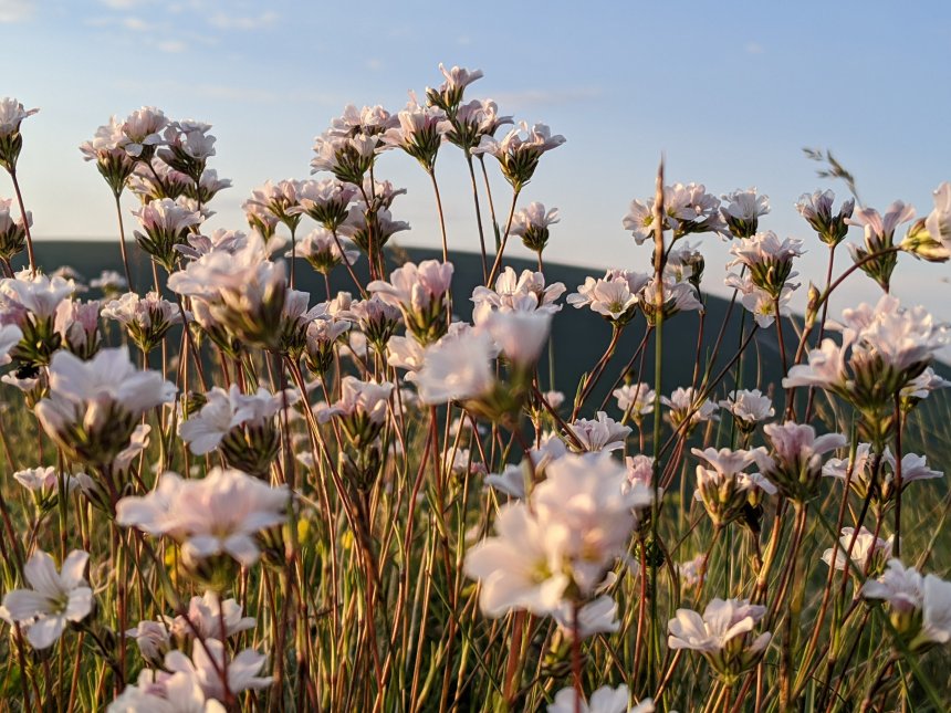 Соцветия альпийских лугов - Даниил (1/3)