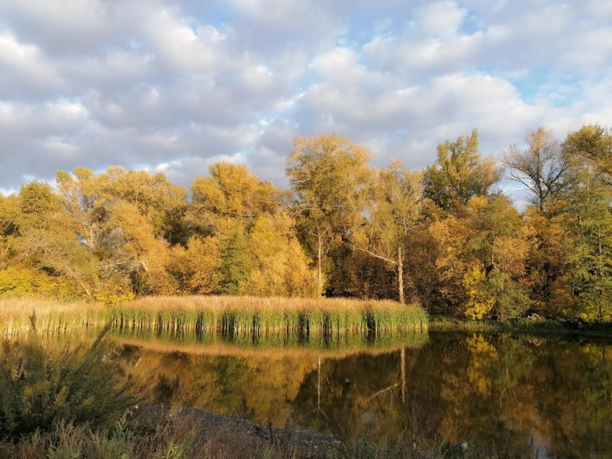 Осень в лесу:гармония и покой - Анастасия