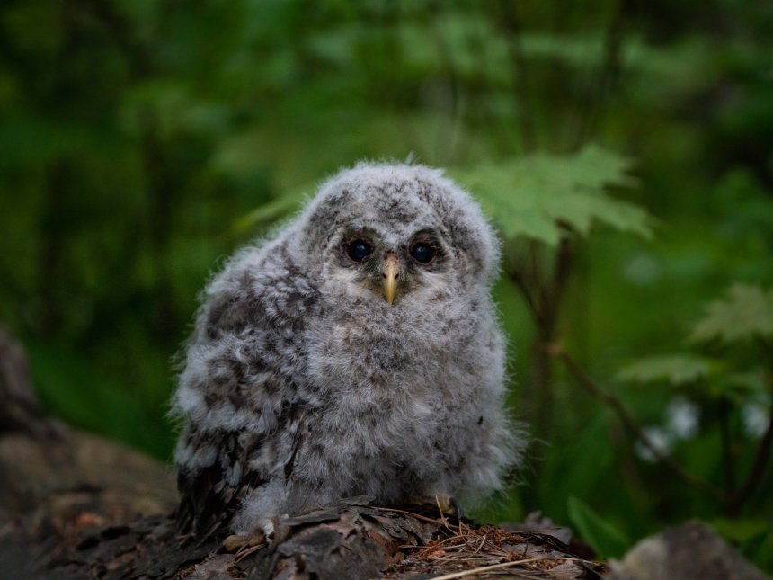 В ожидании мамы -  