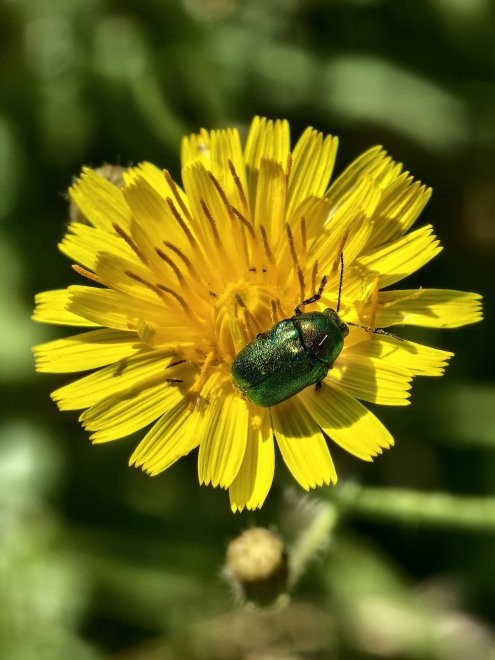 Жук бронзовка на цветке одуванчика - Ильяс