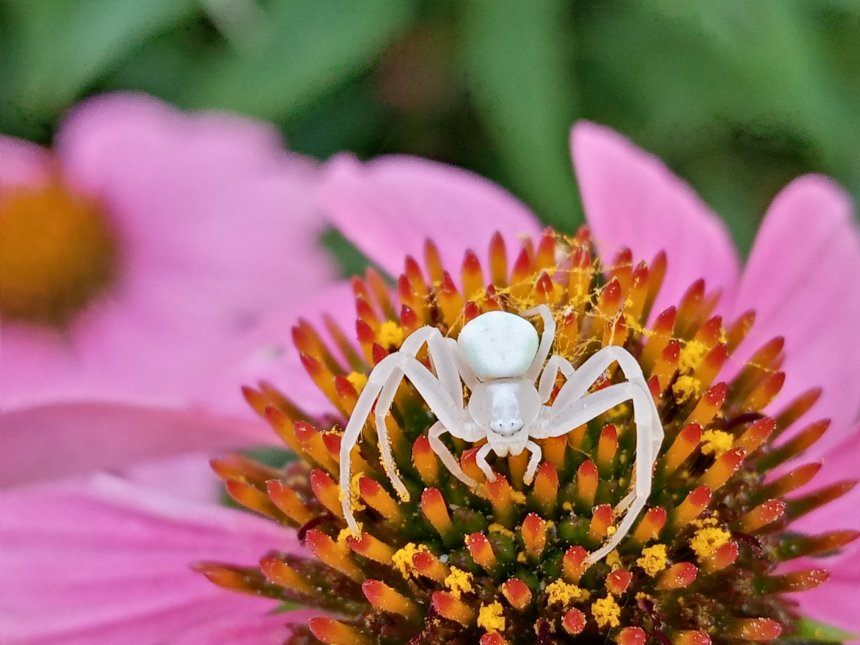 Мизумена косолапая в Армавире -  