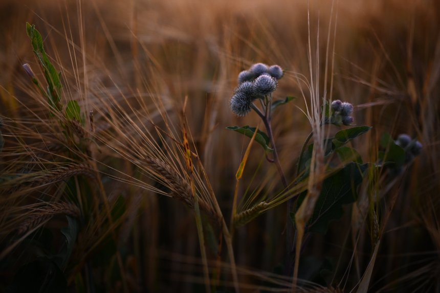 на рассвете -  