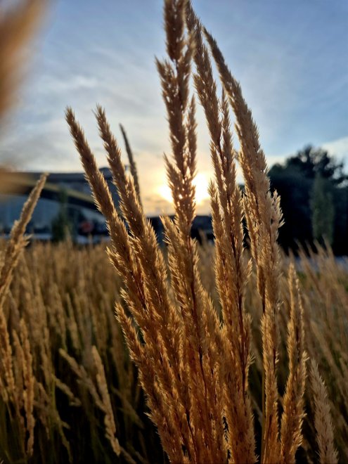 Закатные блики - Арина Мартынова