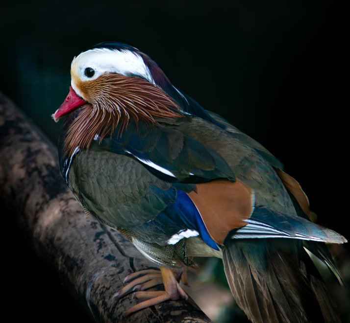 Утка мандаринка -  