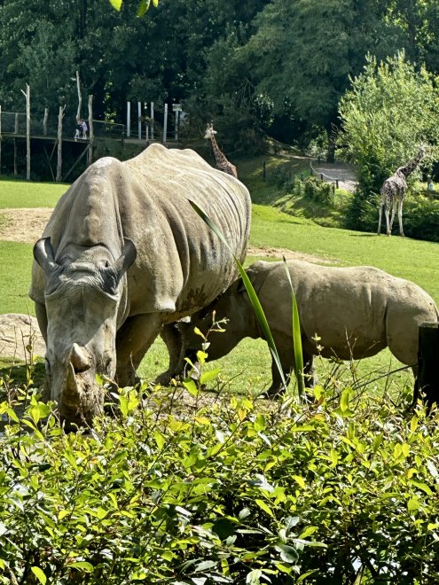 Мамина любовь - Анна Геннадьевна Шапранова