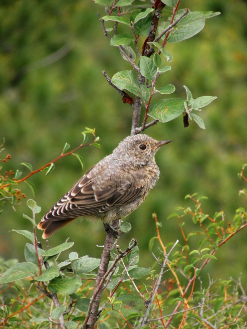 Встреча с пернатой на Горном Алтае -  