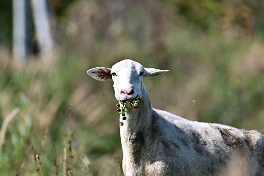 Маленькие радости большой овечки - алексей