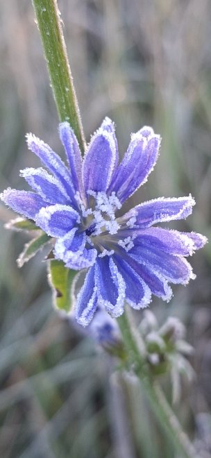 Кристалы осени - Наталия