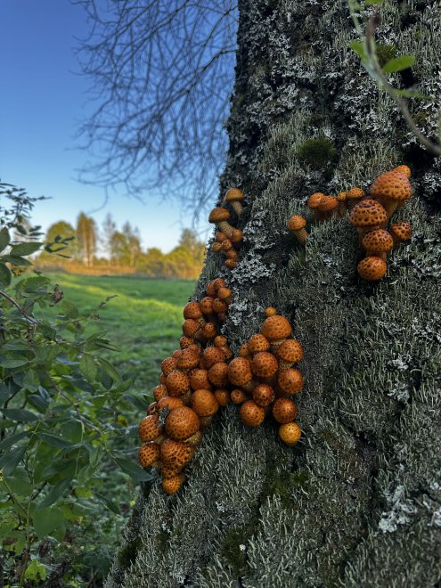 Лесные краски осени - Вячеслпв