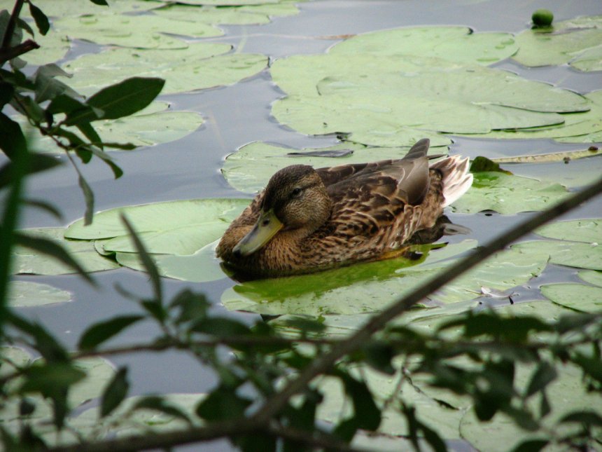 Тихий час - Ксения