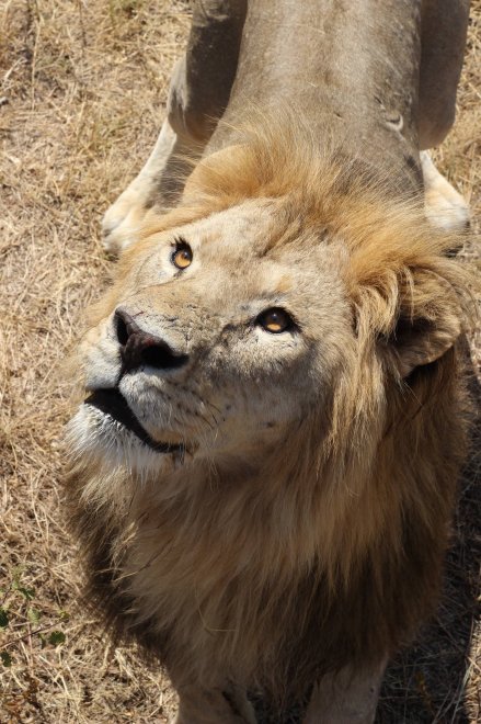 Глаза никогда не врут -  