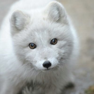 Писец - Денис