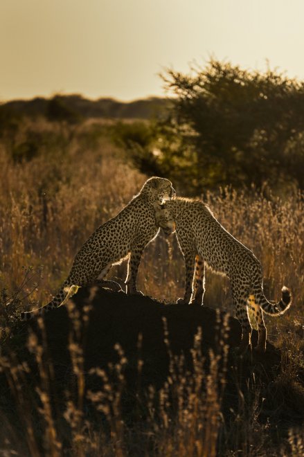 Разговор без слов - Константин Зубков