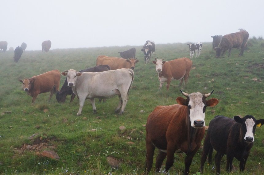 Местные жители - Анна