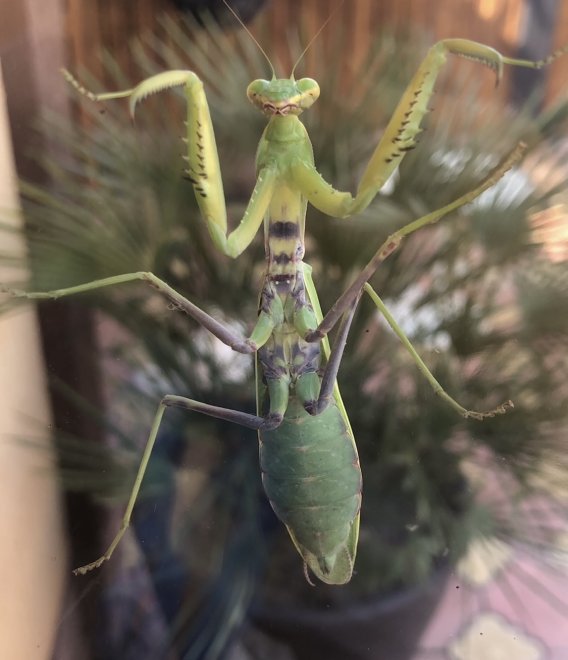 Королева красоты - Evgeniya