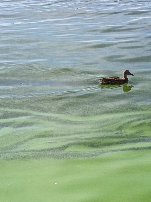 Утка на Волге. - Софья