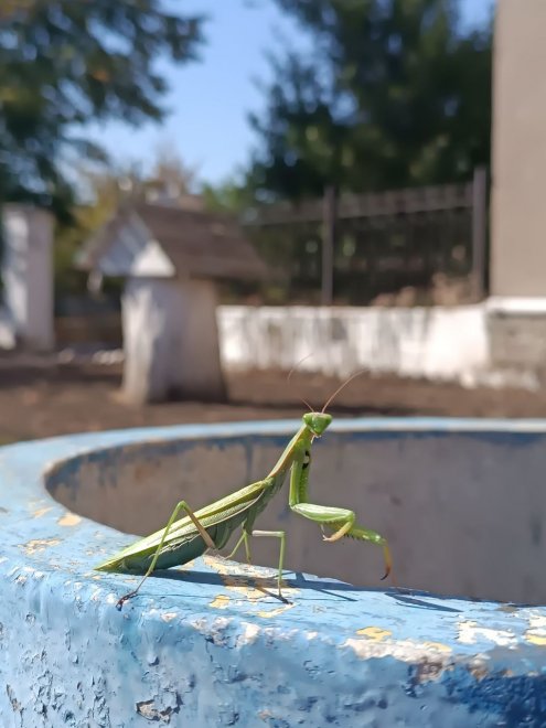 Зелёный страж двора на синем ободе -  