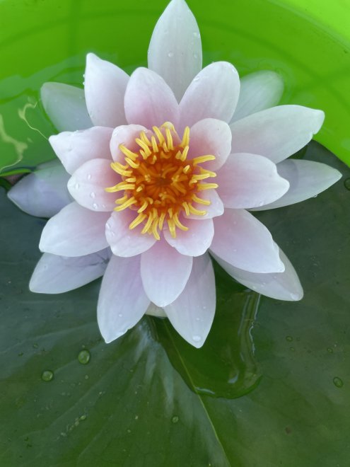 Совершенство. - Екатерина