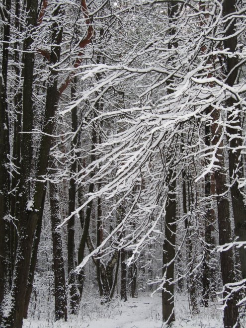 первый снег -  