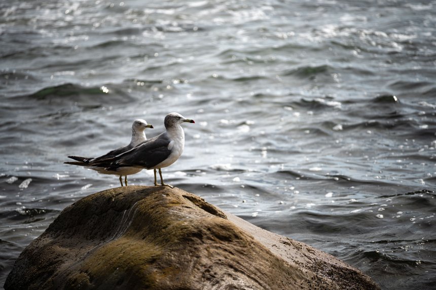 Морские чайки - Анастасия Воронцова