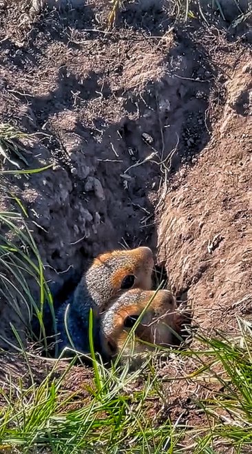 Любопытство сильнее осторожности - Екатерина
