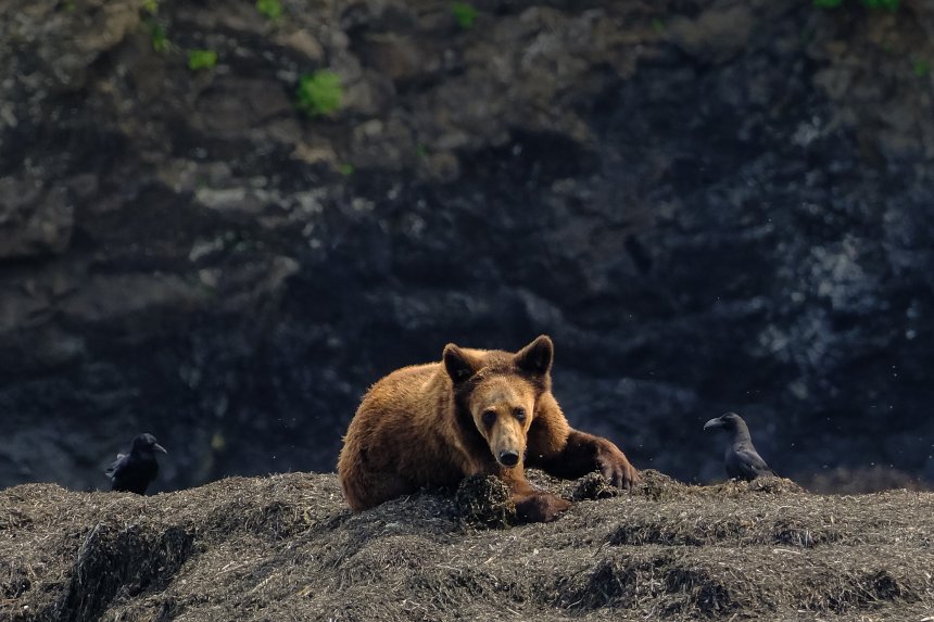 Пир на берегу / Coast banquet - Виталий Муравьев