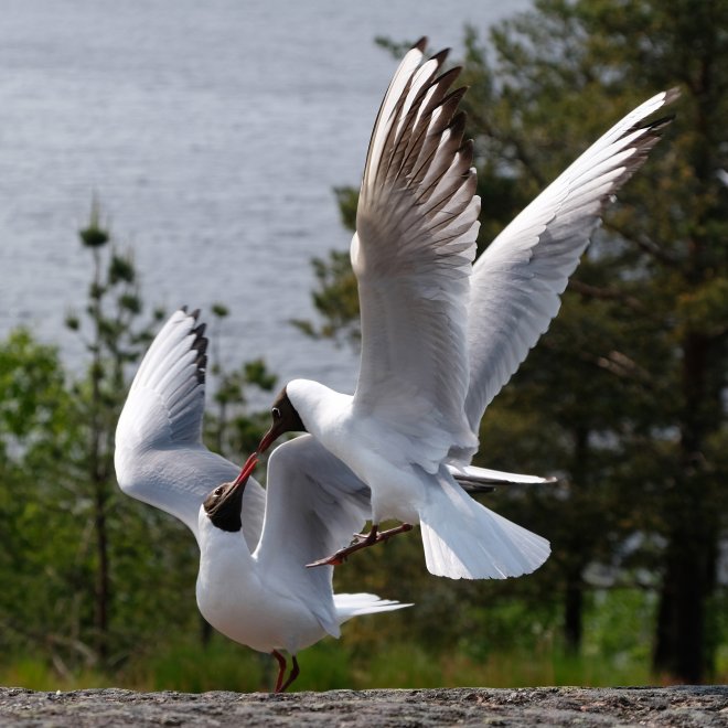 Поцелуй навылет. -  
