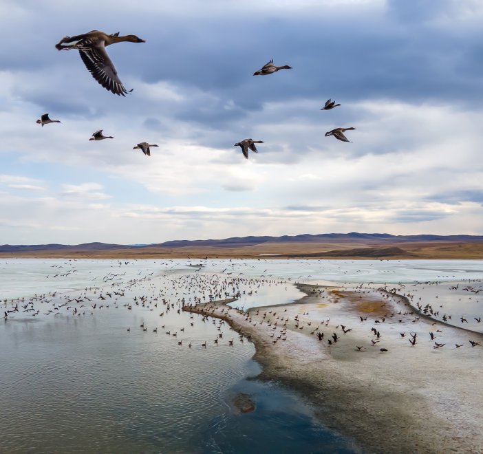 Вместе с гусями -  