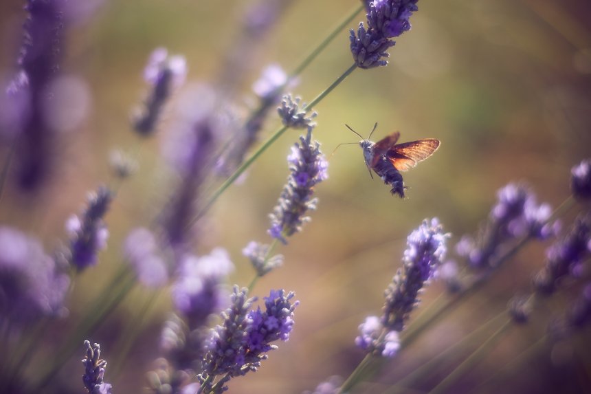 Бражник в лаванде -  