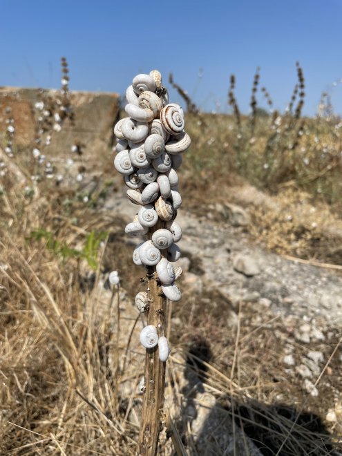 Гроздь улиток - Ольга