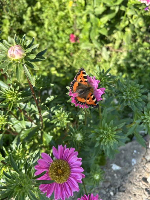 Крылатый гость - Ольга Пашенцева