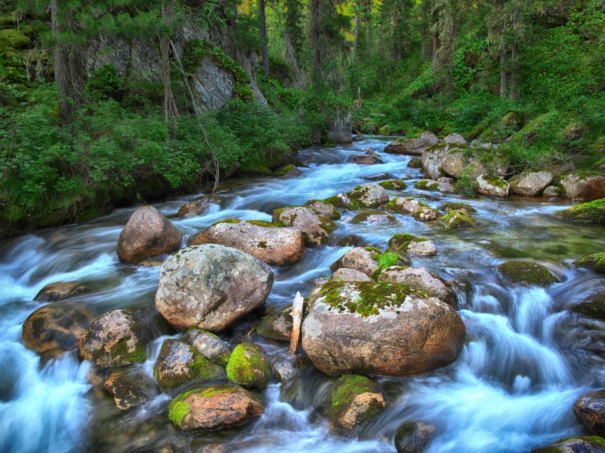лесная сказка - Алексей