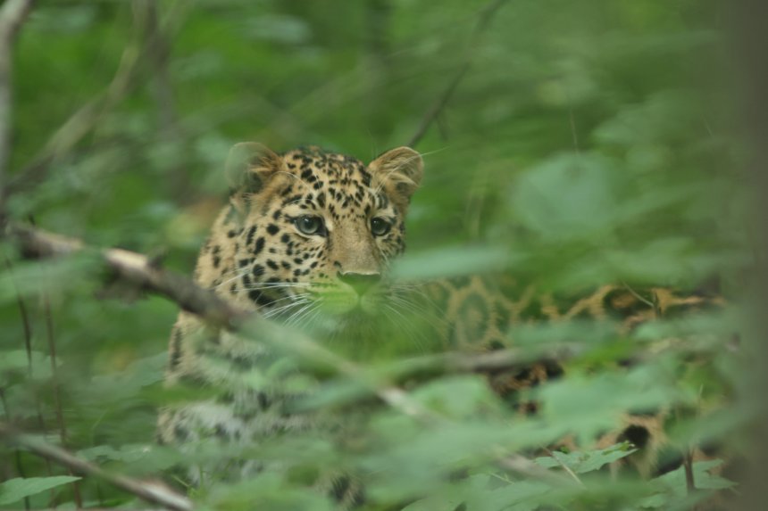 Первая встреча с леопардом -  