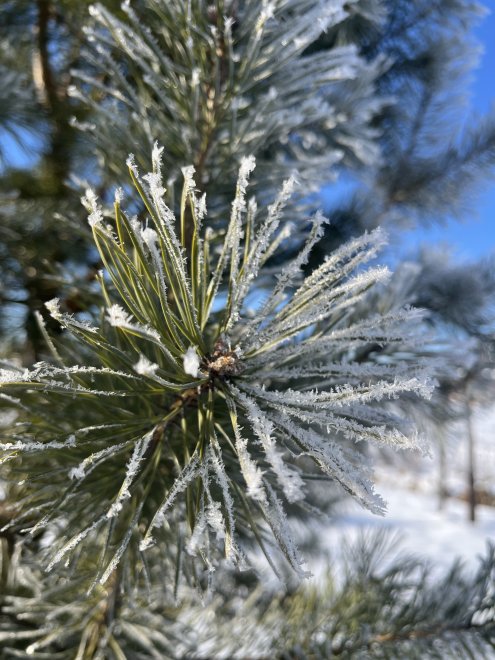 Иней на сосновых иглах -  