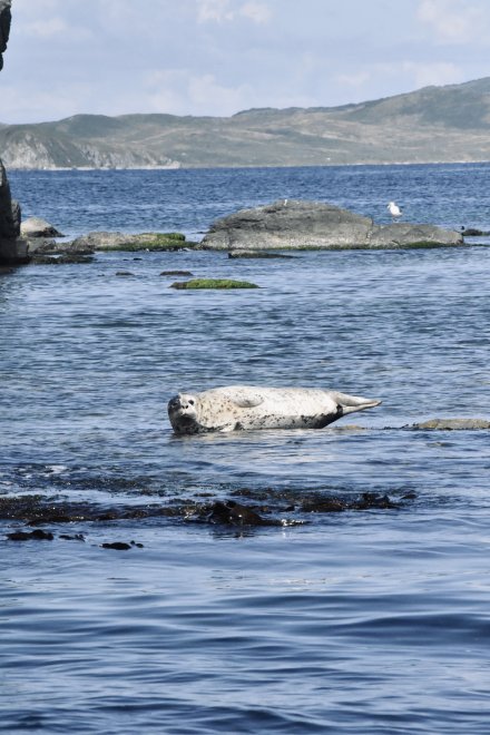 Нерпа среди морской глади - Яна