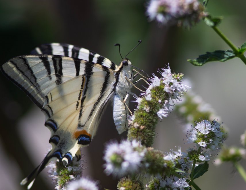 Бабочка Подалирий на мяте -  