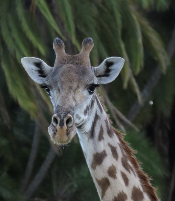 Красотка - Александр Уваров
